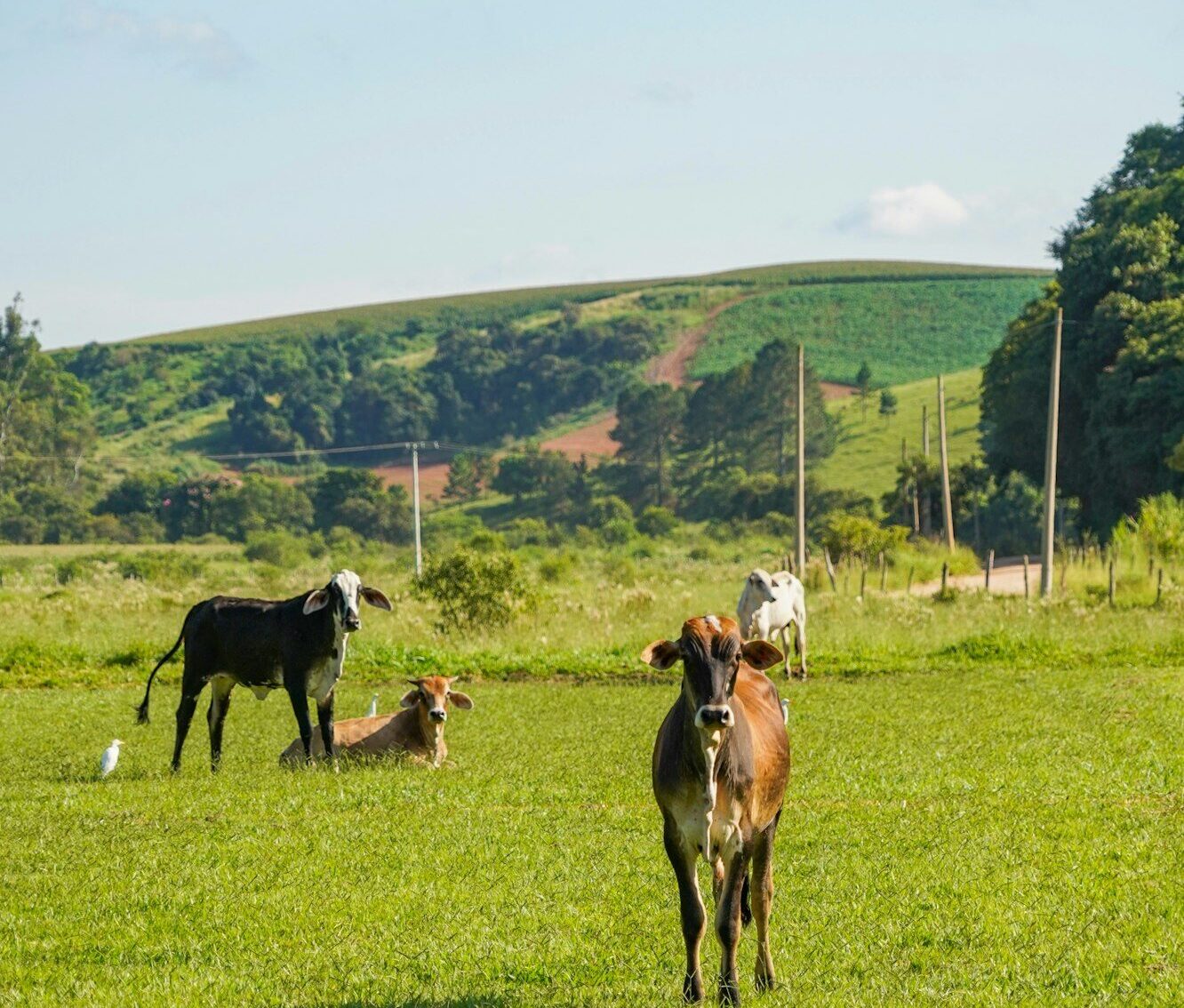 Cows at the farm